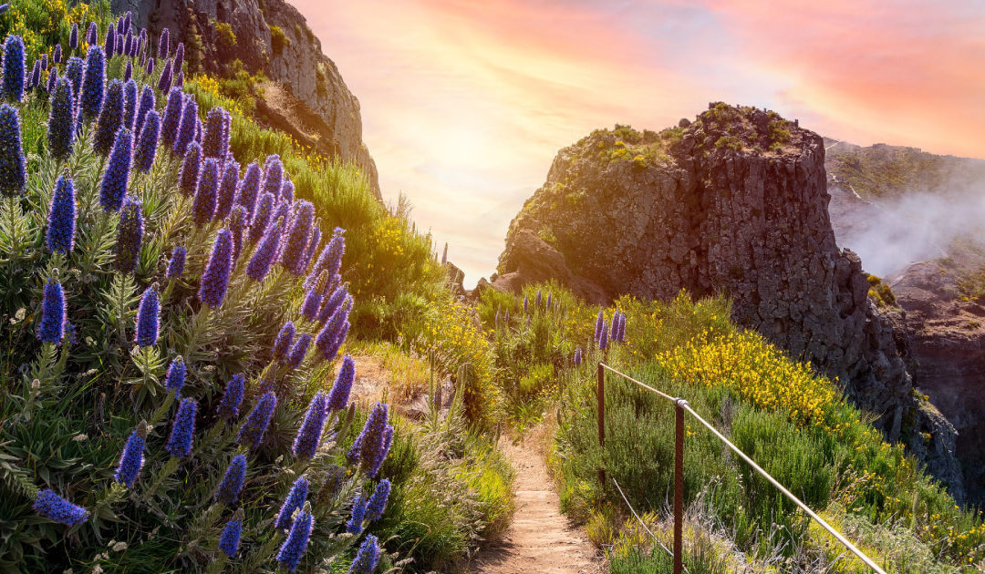 Madeira Gardens: 5 Hidden Gems You Can’t Miss