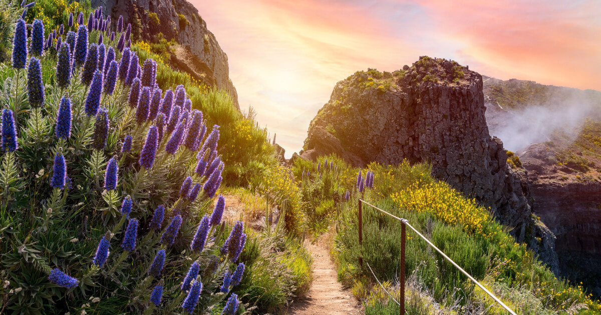 MADEIRA-GARDENS Madeira Garden